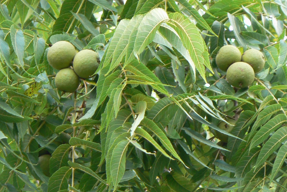 Black walnut - Juglans Nigra