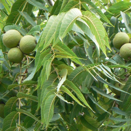 Zwarte walnoot of Zwarte noot - Juglans Nigra