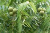 Black walnut - Juglans Nigra