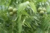 Black walnut - Juglans Nigra