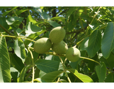 Zwarte walnoot of Zwarte noot - Juglans Nigra