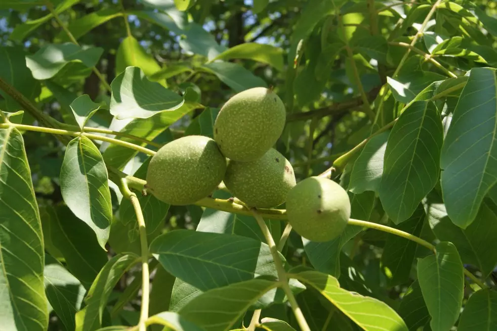 Black walnut - Juglans Nigra