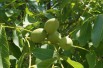 Black walnut - Juglans Nigra