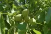 Black walnut - Juglans Nigra