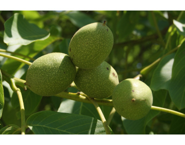 Zwarte walnoot of Zwarte noot - Juglans Nigra
