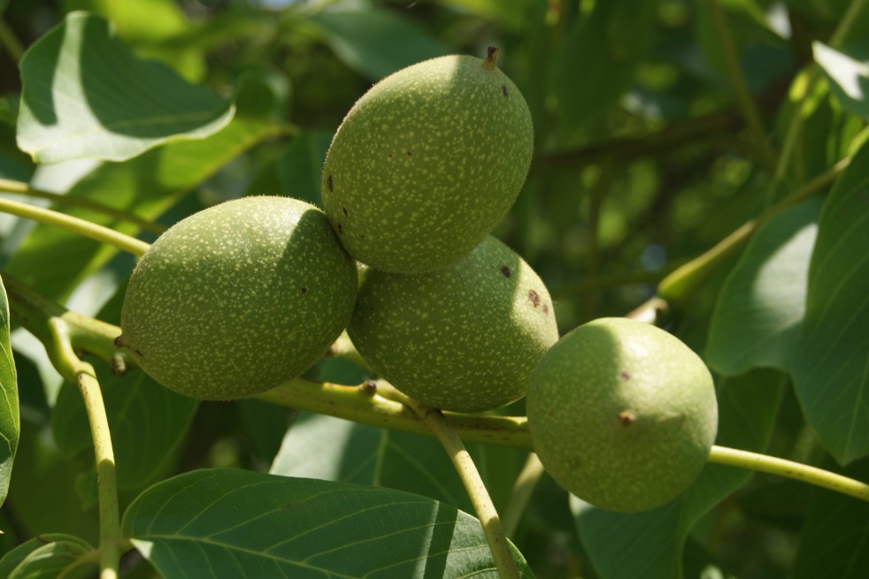 Black walnut - Juglans Nigra