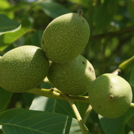 Zwarte walnoot of Zwarte noot - Juglans Nigra