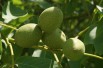 Black walnut - Juglans Nigra