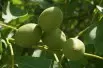 Black walnut - Juglans Nigra