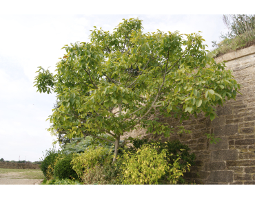 Zwarte walnoot of Zwarte noot - Juglans Nigra