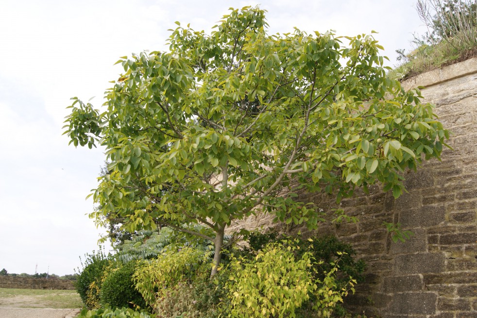 Black walnut - Juglans Nigra