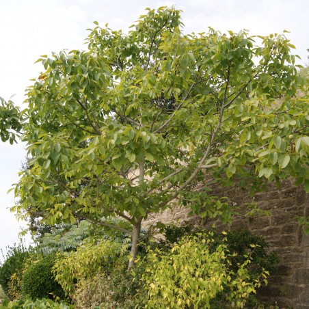 Zwarte walnoot of Zwarte noot - Juglans Nigra