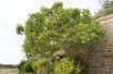 Black walnut - Juglans Nigra