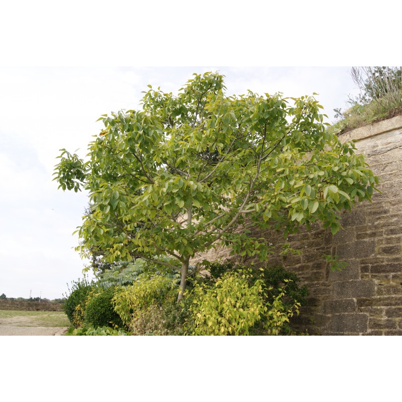 Noyer noir Noyer d'Amérique Juglans Nigra — free download