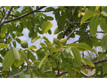 Zwarte walnoot of Zwarte noot - Juglans Nigra