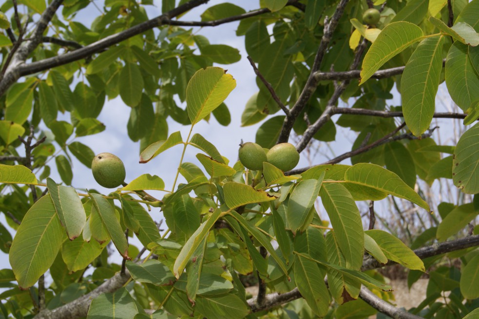 Black walnut - Juglans Nigra