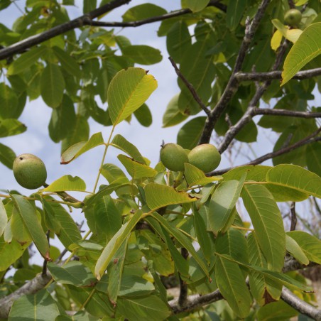 Zwarte walnoot of Zwarte noot - Juglans Nigra