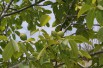 Black walnut - Juglans Nigra