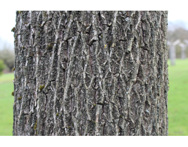 Zwarte walnoot of Zwarte noot - Juglans Nigra