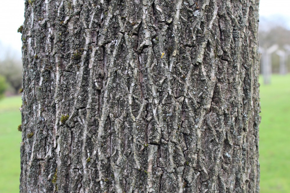 Noyer noir - Juglans Nigra