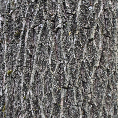 Zwarte walnoot of Zwarte noot - Juglans Nigra