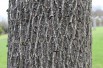 Black walnut - Juglans Nigra