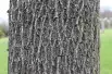 Black walnut - Juglans Nigra