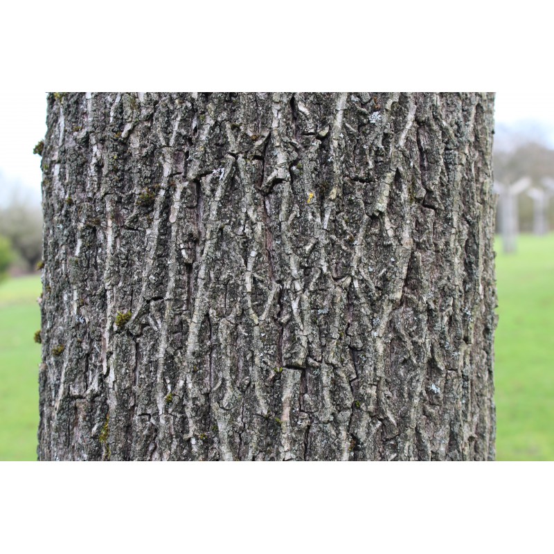 Noyer noir Noyer d'Amérique Juglans Nigra — free download