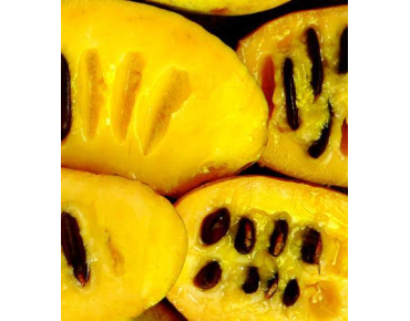 Paw paw greffé - Asimina Triloba