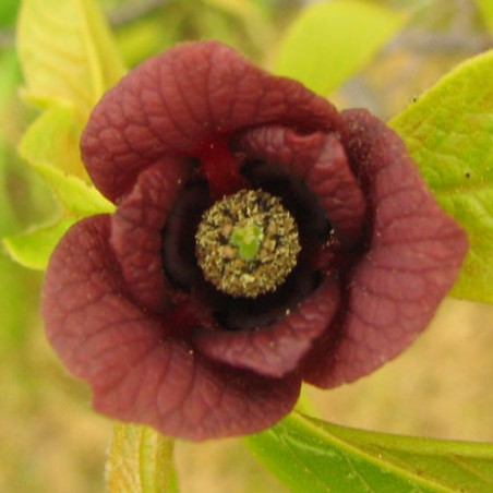 pawpaw geënt  - Asimina Triloba