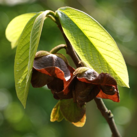 Paw paw greffé - Asimina Triloba