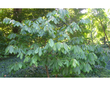 Pawpaw grafted  - Asimina Triloba