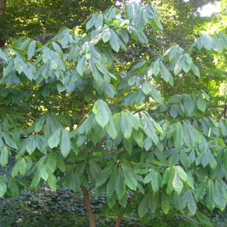 Dreilappige Papau gepfropfte - Asimina Triloba