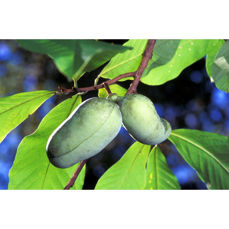 Pawpaw grafted Asimina Triloba