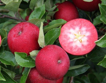 Rosette apple tree