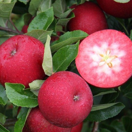 Rosette apple tree - Malus domestica Rosette®