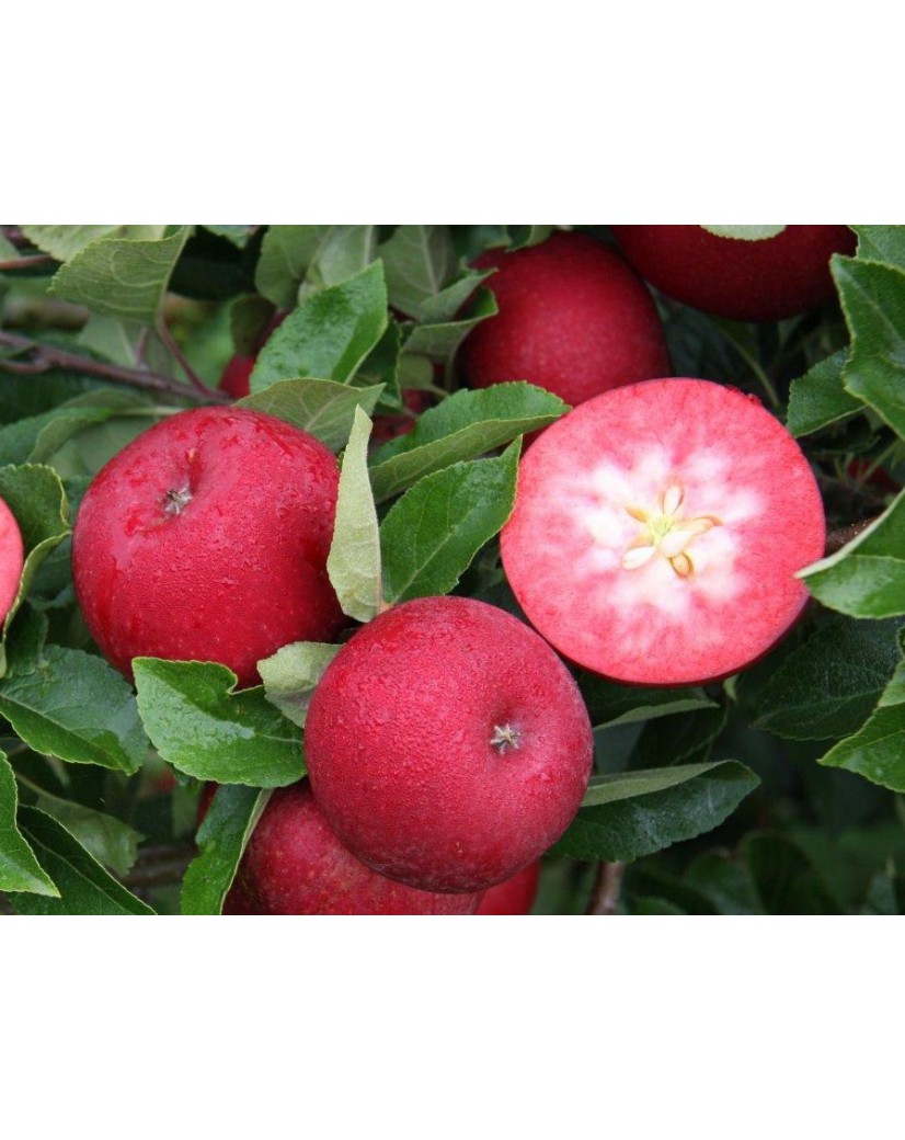 Braeburn apple tree - Malus Domestica Braeburn