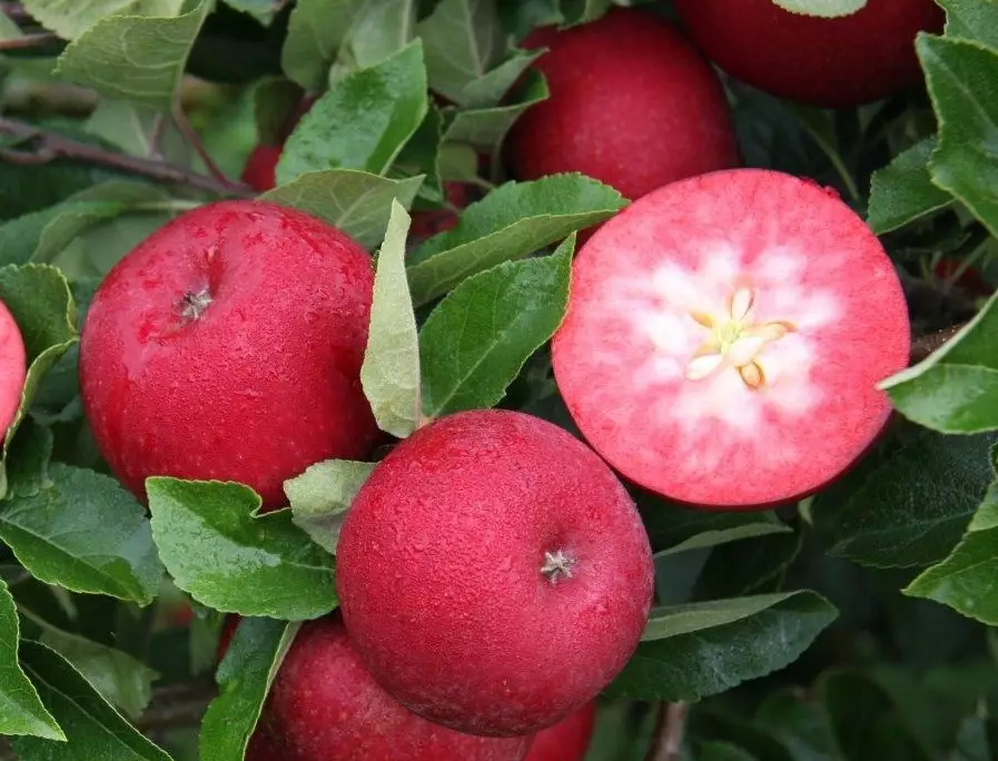 Rosette apple tree