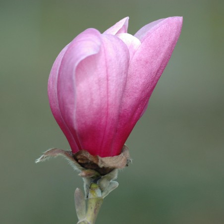 Magnolie Galaxy - Magnolia Fraseri Galaxy