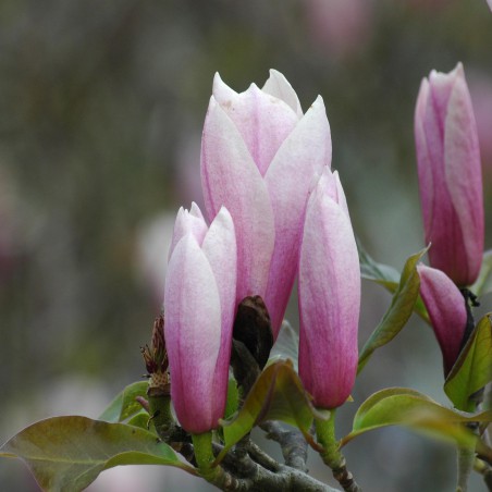 Magnolia Gresham Heaven Scent