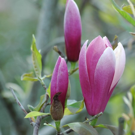 Magnolie Gresham Royal Crown