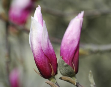 Magnolie Betty - Magnolia Liliflora Betty