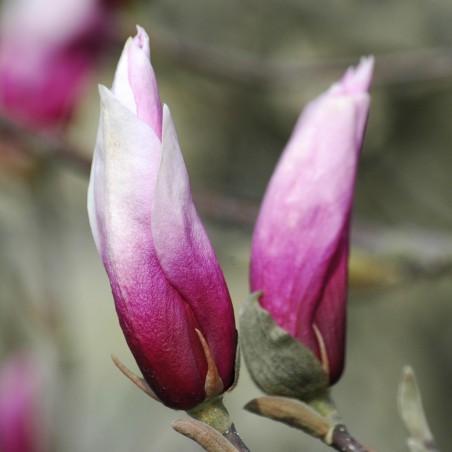 Magnolia Betty - Magnolia Liliflora Betty