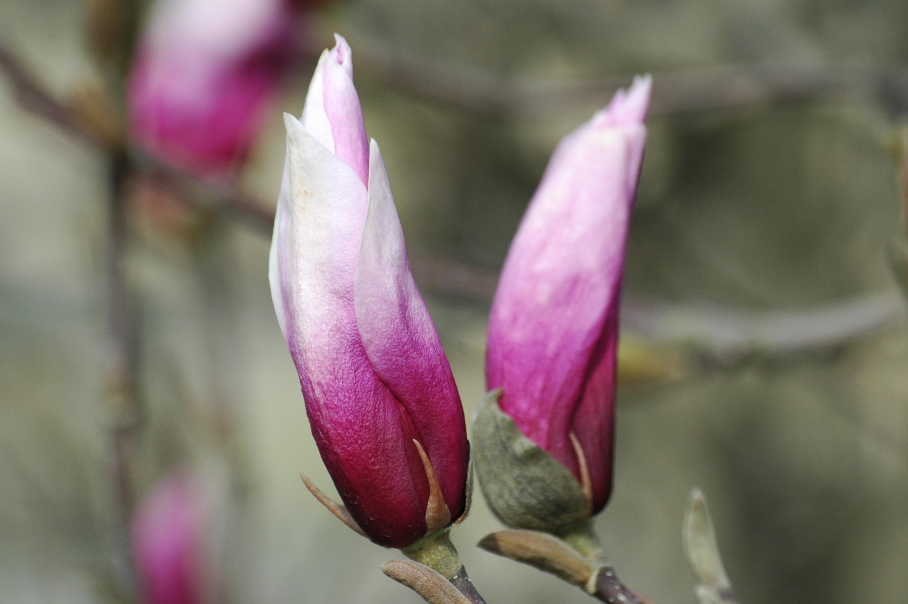 Magnolia Betty