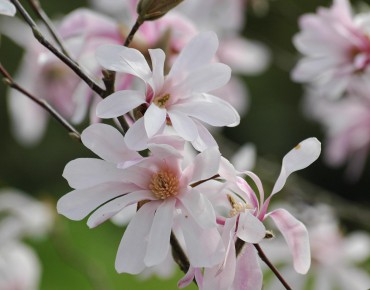 Magnolia Leonard Messel