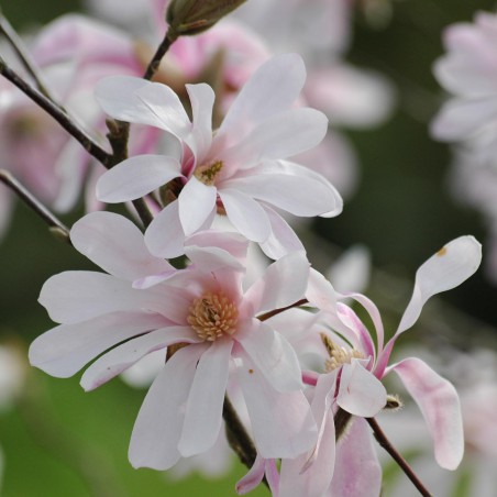Beverboom Leonard Messel - Magnolia Loebneri Leonard Messel