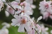 Magnolia Loebneri Leonard Messel