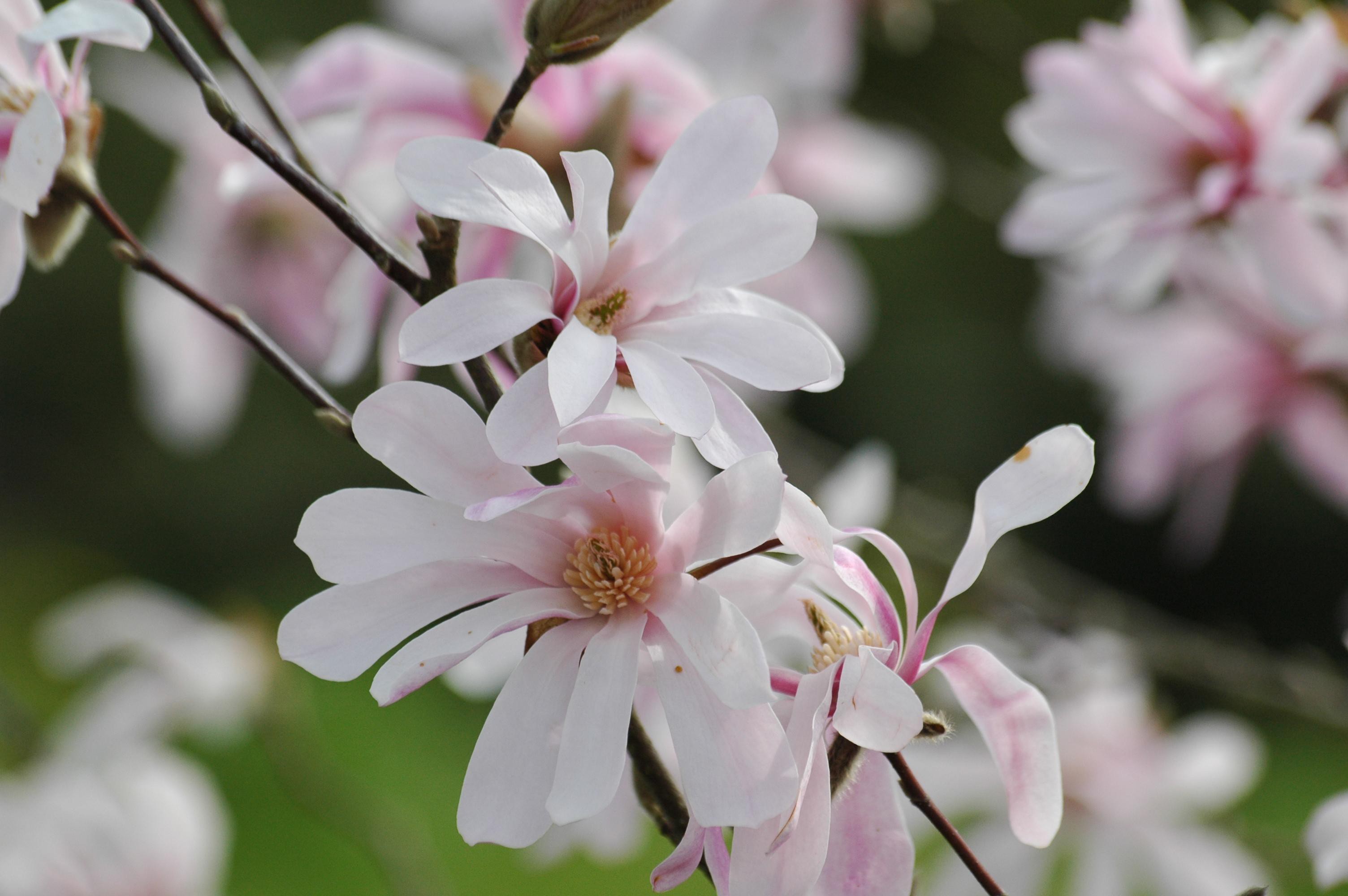 Magnolia Leonard Messel