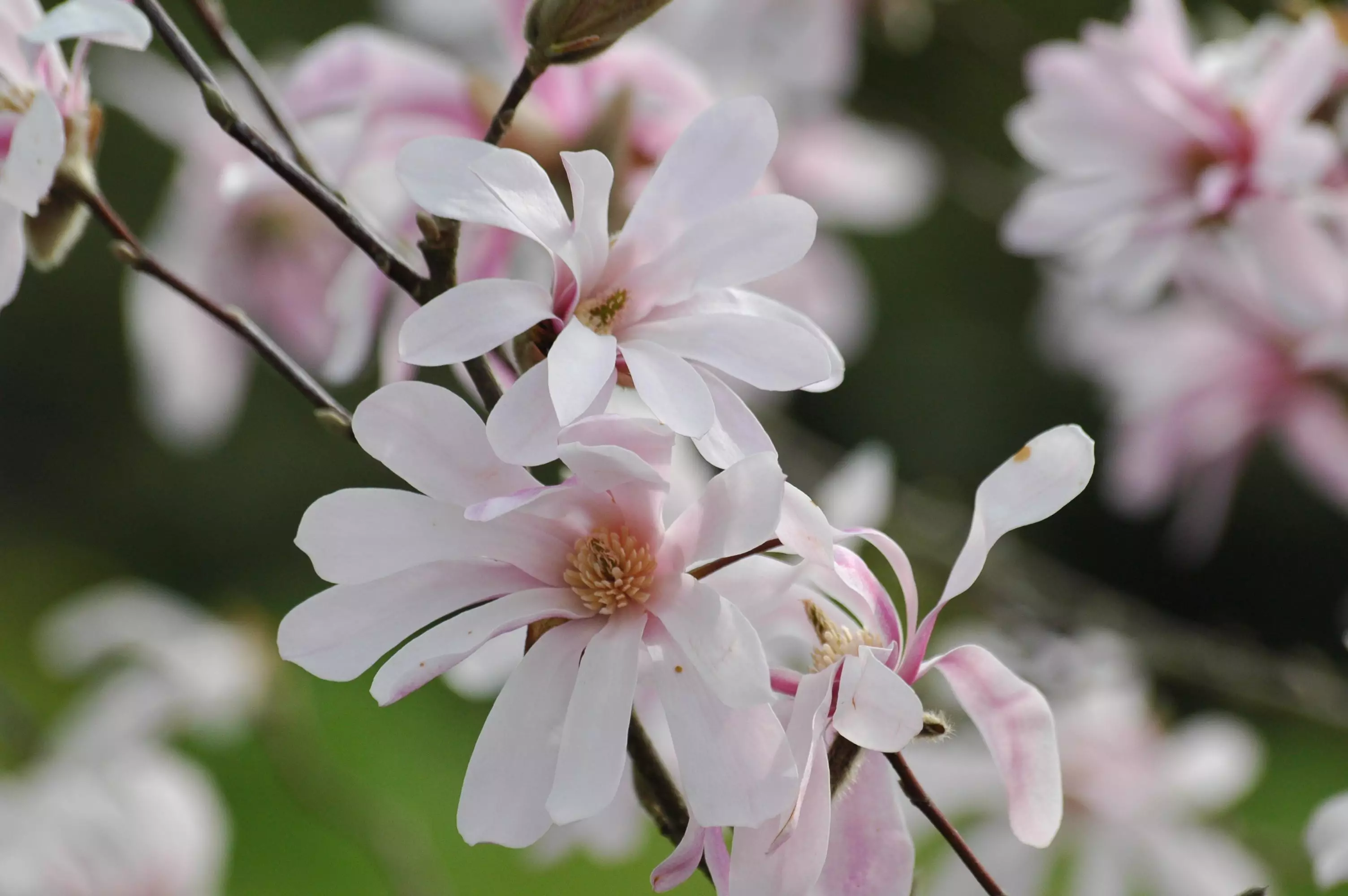 Magnolia Leonard Messel