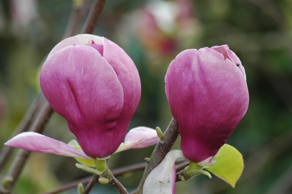 Magnolia Soulangeana Rustica Rubra